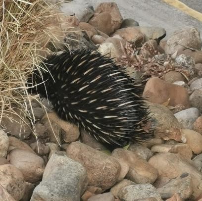 Echidnna.jpg